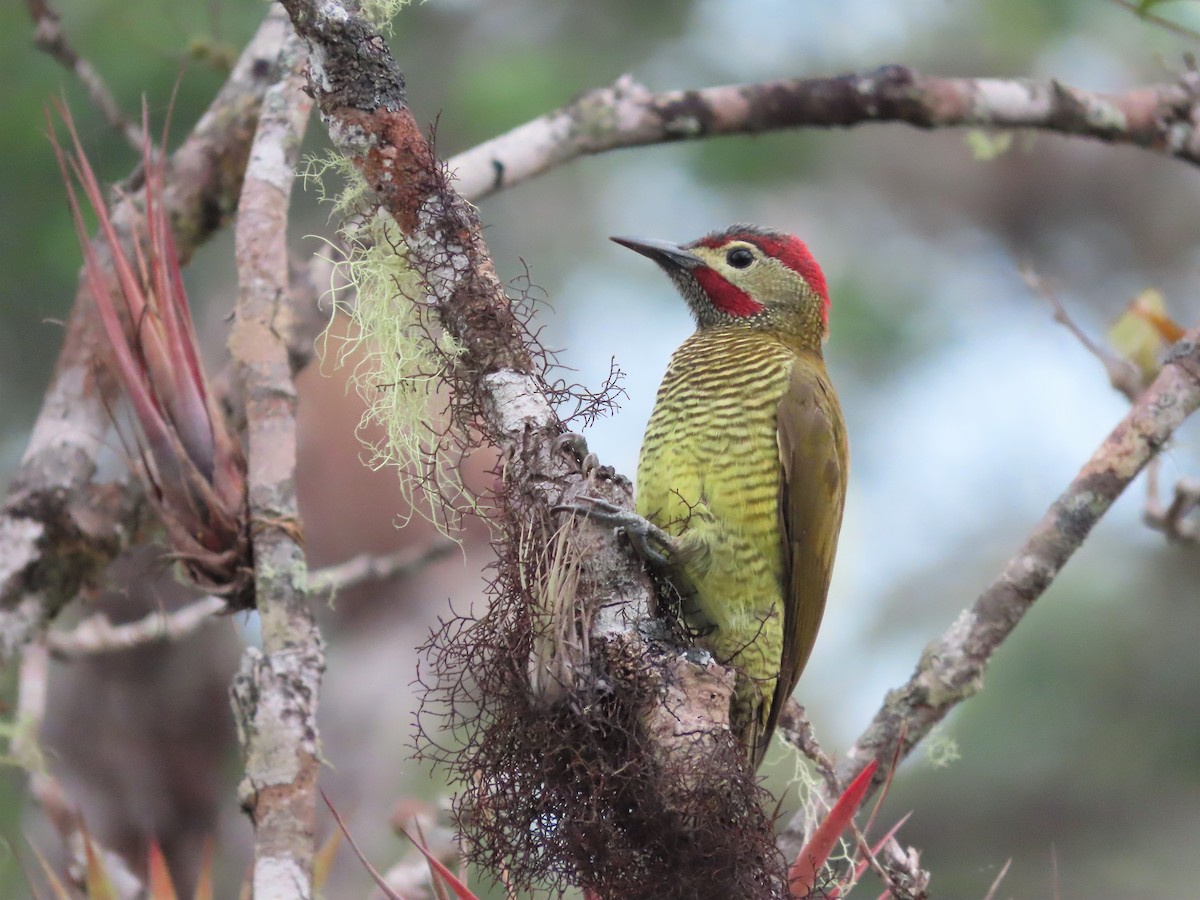 Golden-olive Woodpecker - Hugo Foxonet
