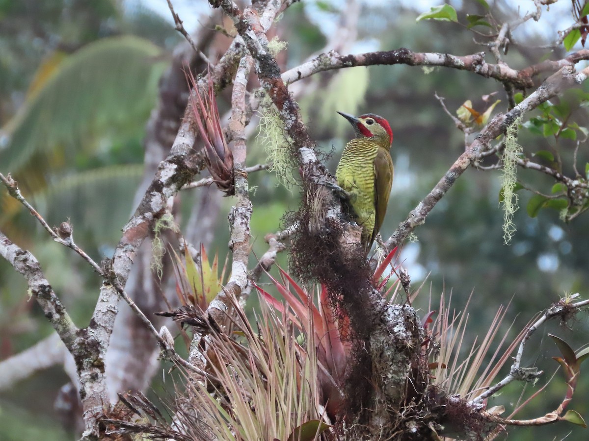 Golden-olive Woodpecker - ML498654151