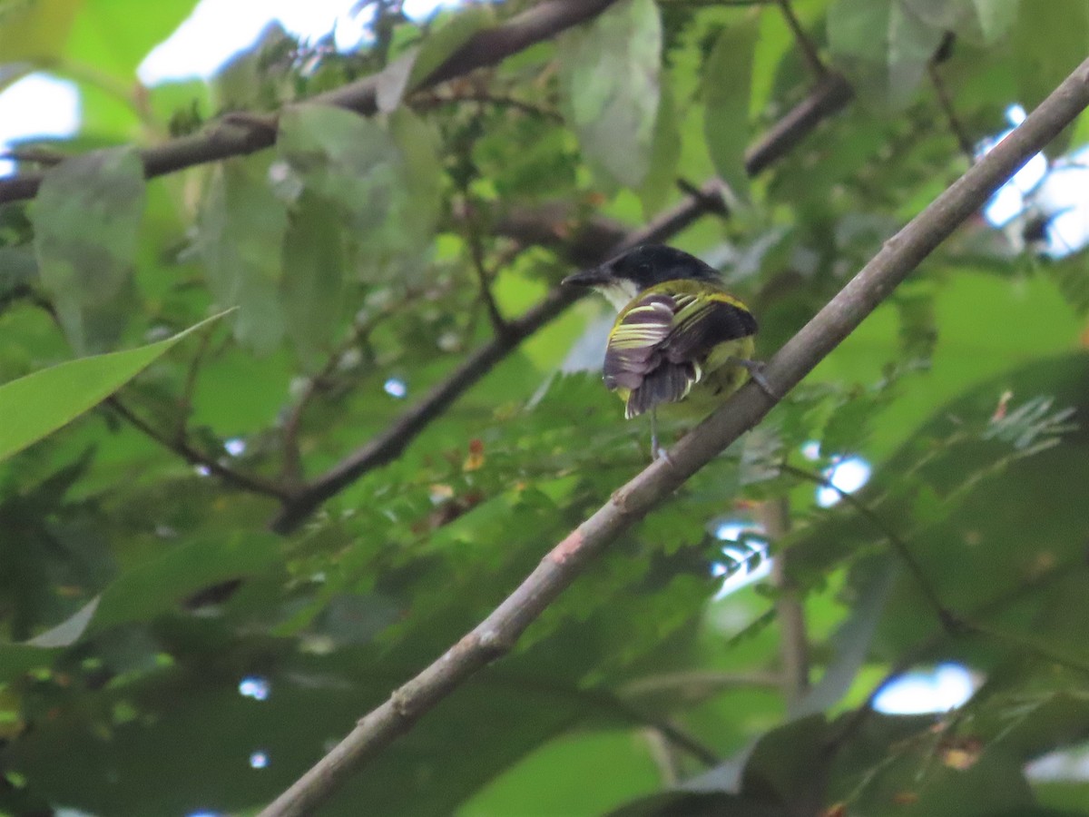 Golden-winged Tody-Flycatcher - Hugo Foxonet