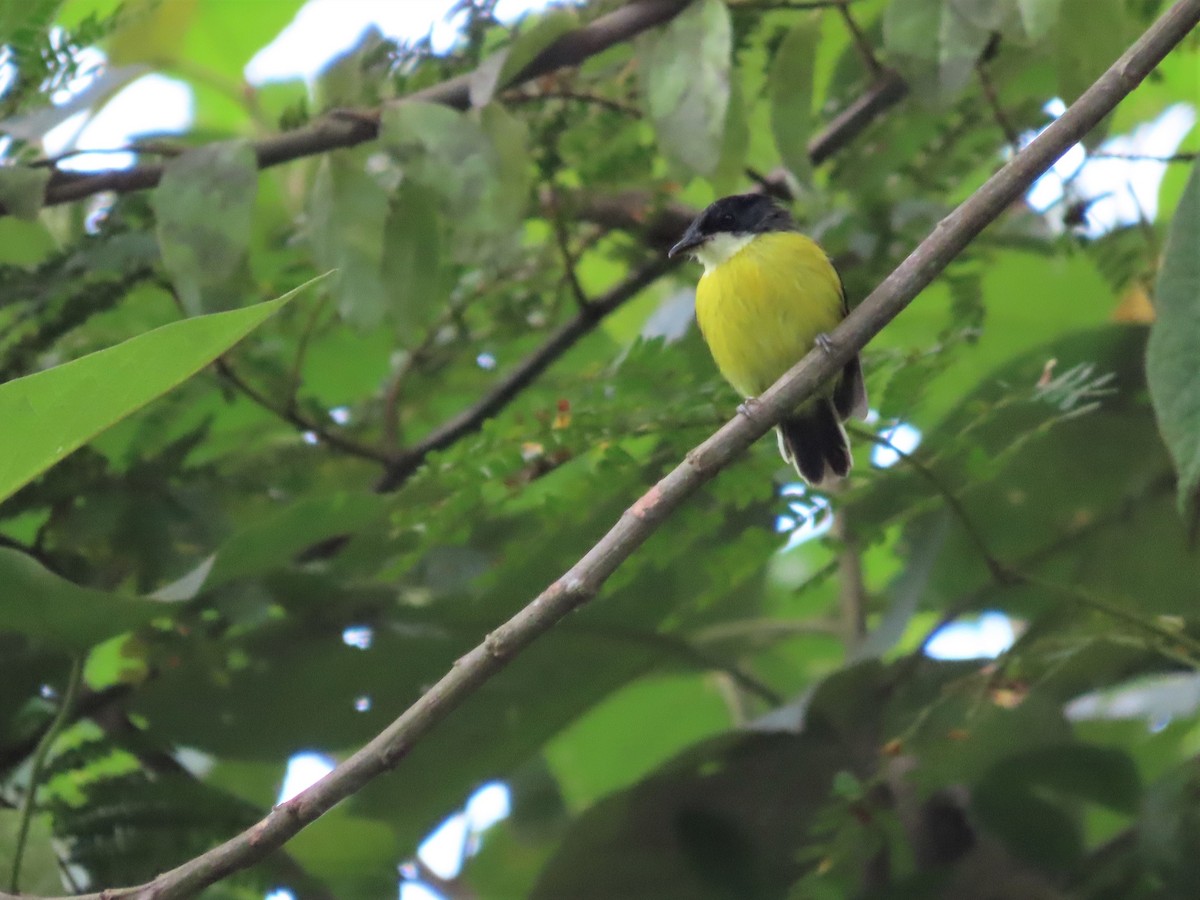 Golden-winged Tody-Flycatcher - ML498654271