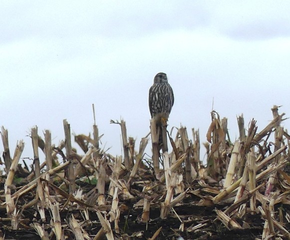 Хайргууна шонхор - ML498654491