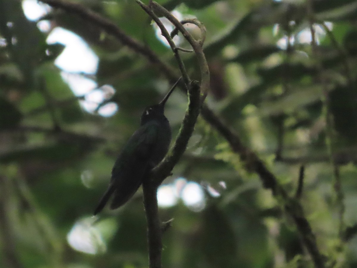 Blue-fronted Lancebill - Hugo Foxonet