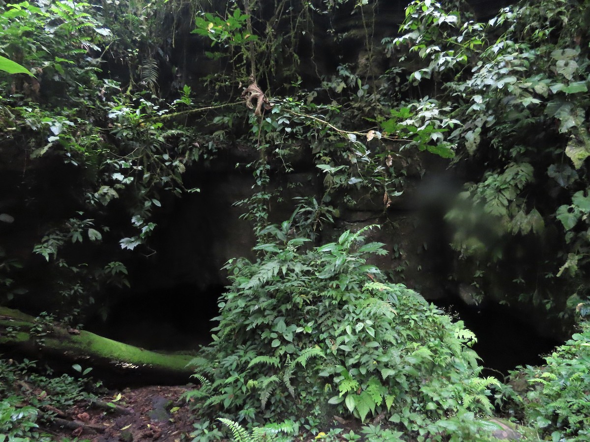 Guacharo des cavernes - ML498655341
