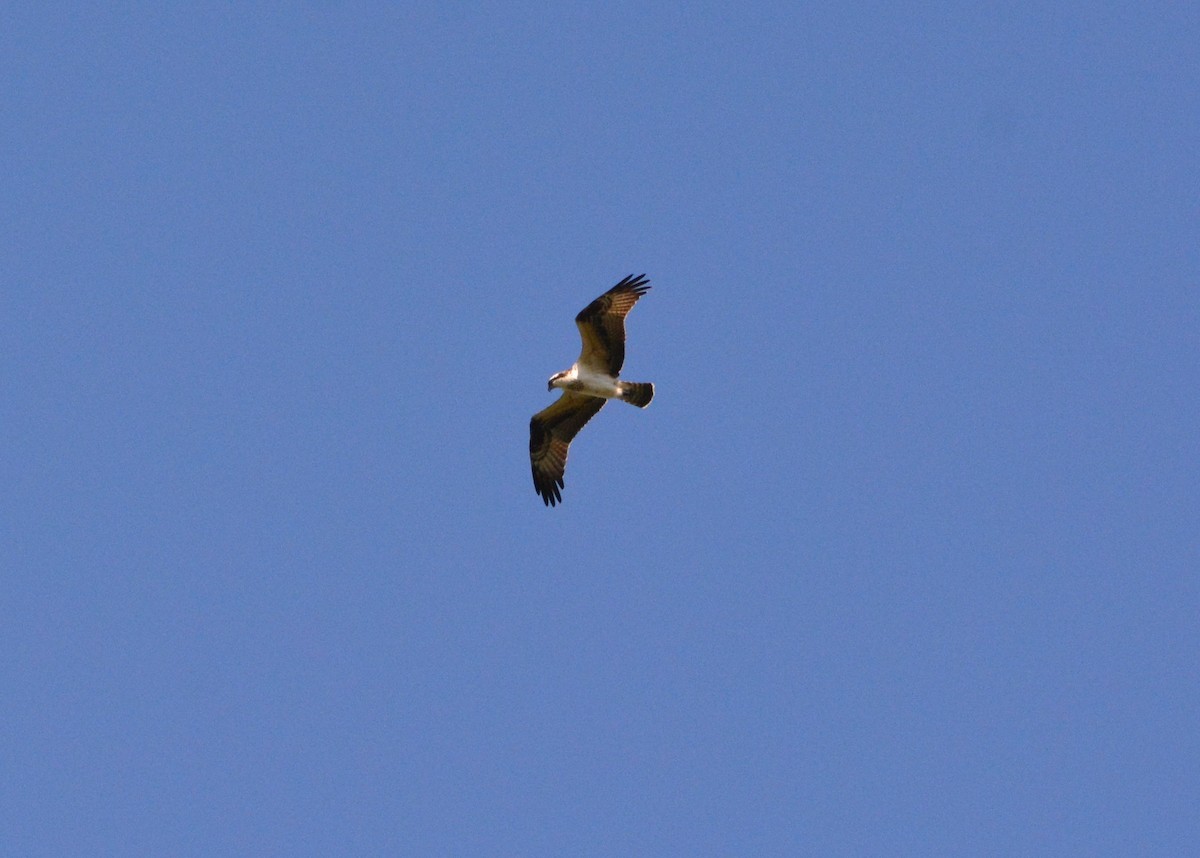 Osprey - ML498655671