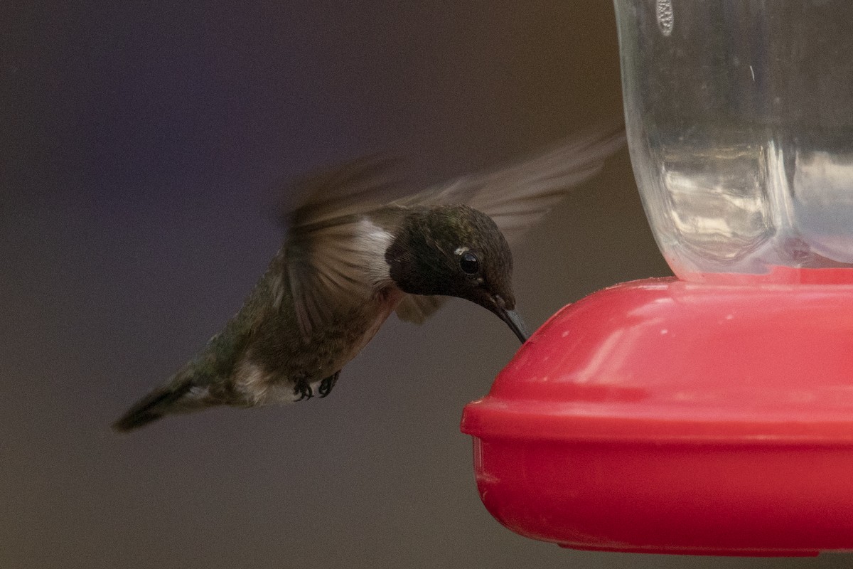 Black-chinned Hummingbird - Ed Corey