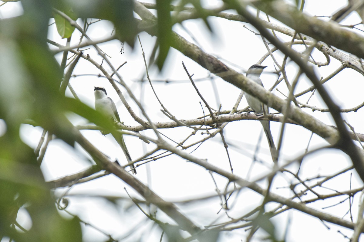 Ashy Minivet - ML498656271