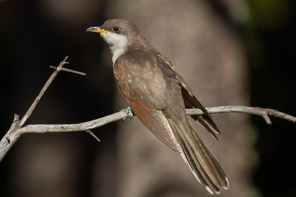 Yellow-billed Cuckoo - ML498656671