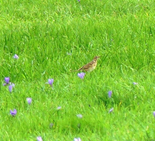 Richard's Pipit - ML498656731