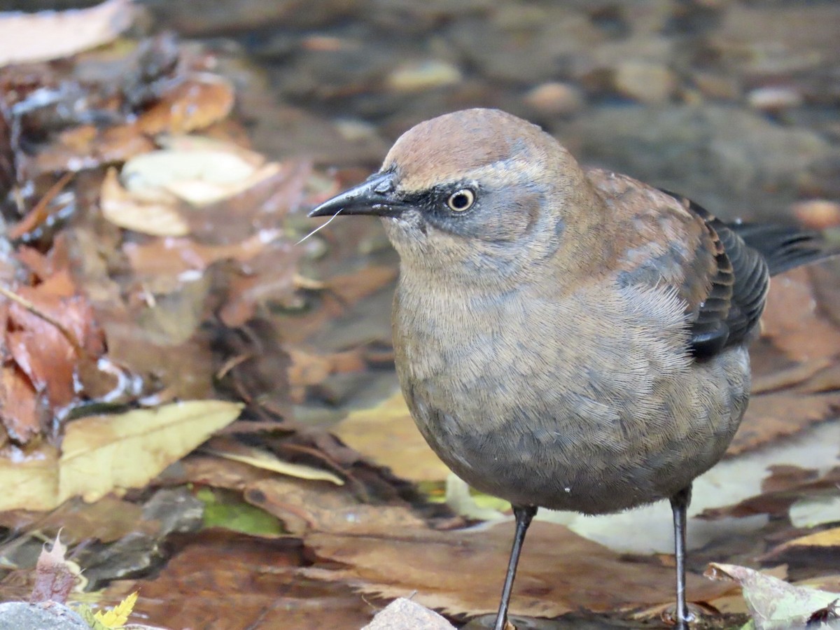 Rusty Blackbird - Stephanie  Swanzey