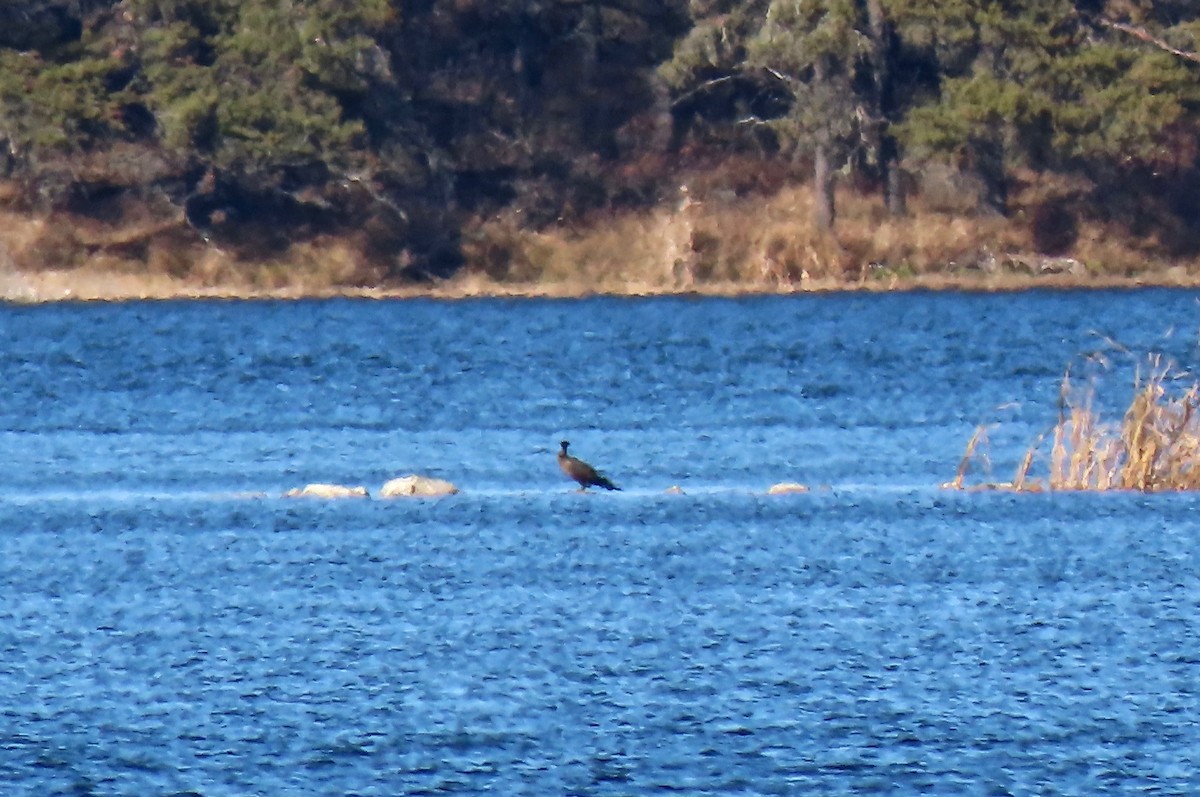 Double-crested Cormorant - ML498660051