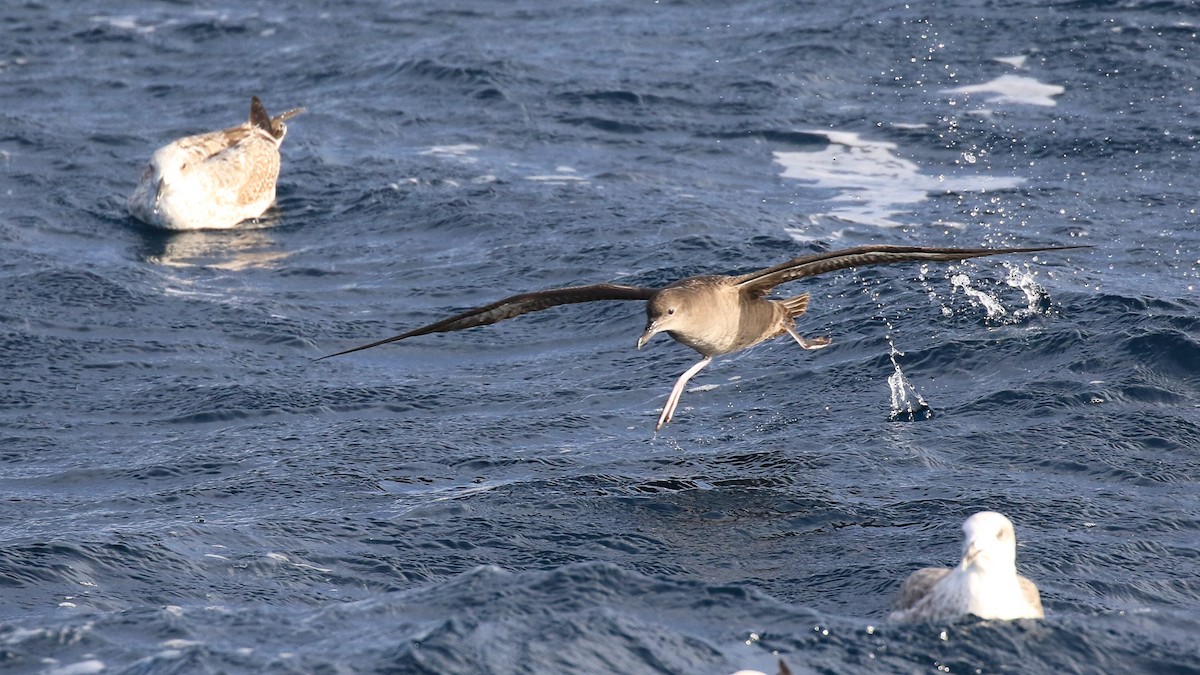 Balearic Shearwater - Kepa Aldama Beltza