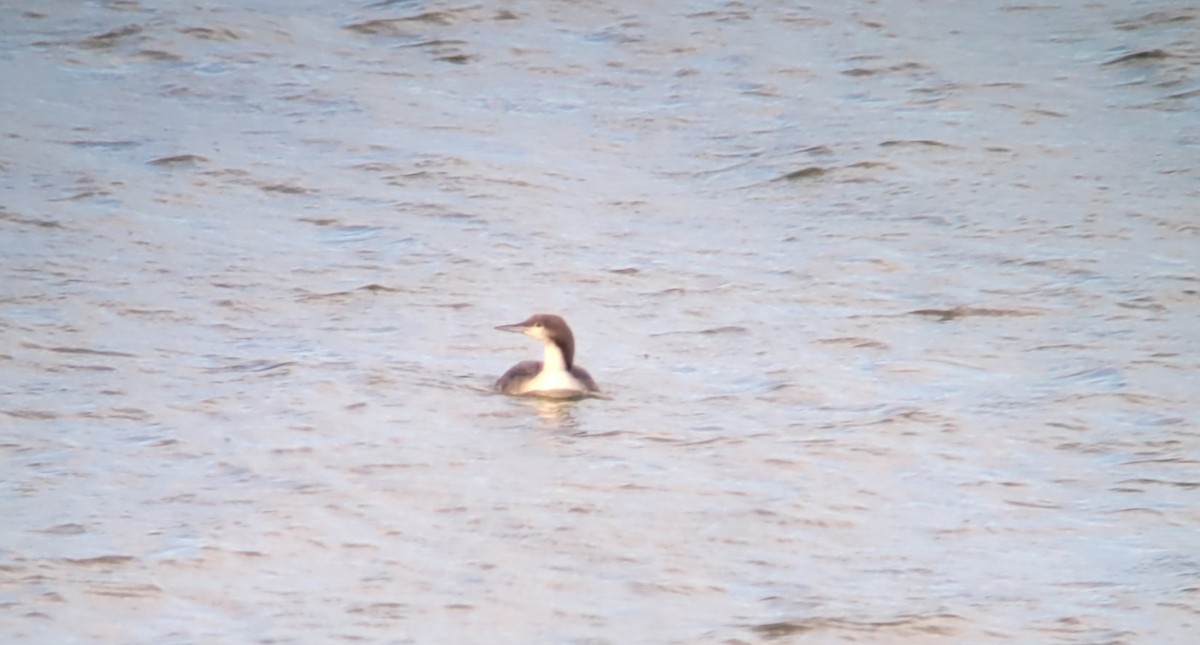 Pacific Loon - Kent Russell