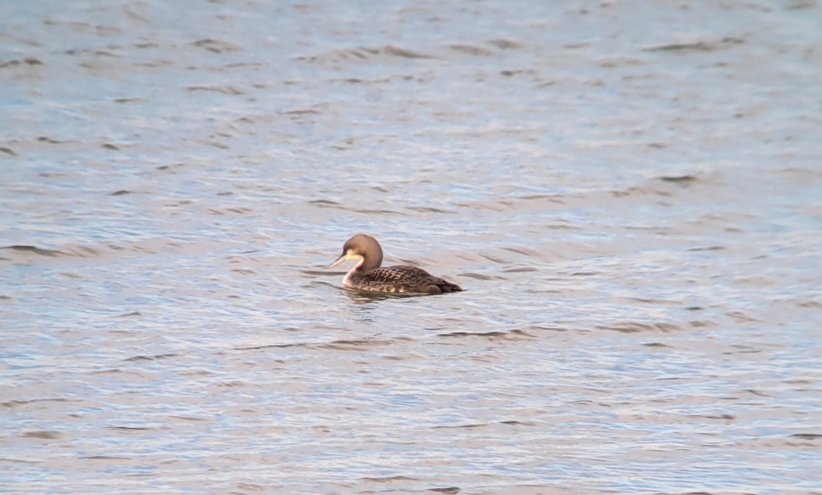 Pacific Loon - ML498660801