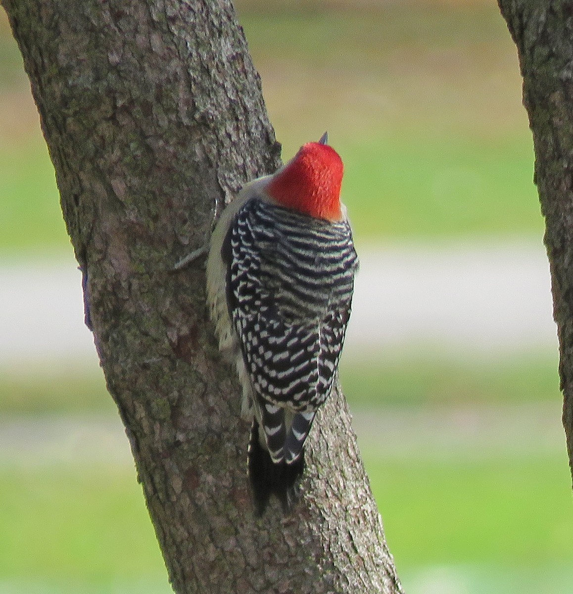 Red-bellied Woodpecker - ML498661861