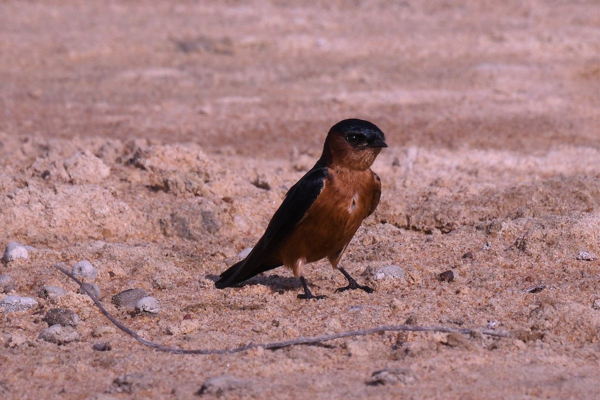 Sri Lanka Swallow - ML498661911