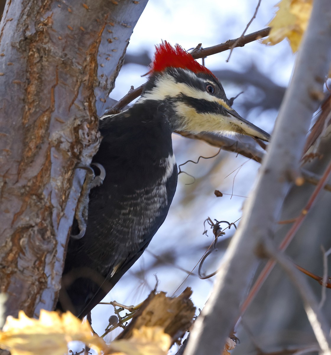 Pileated Woodpecker - ML498664361