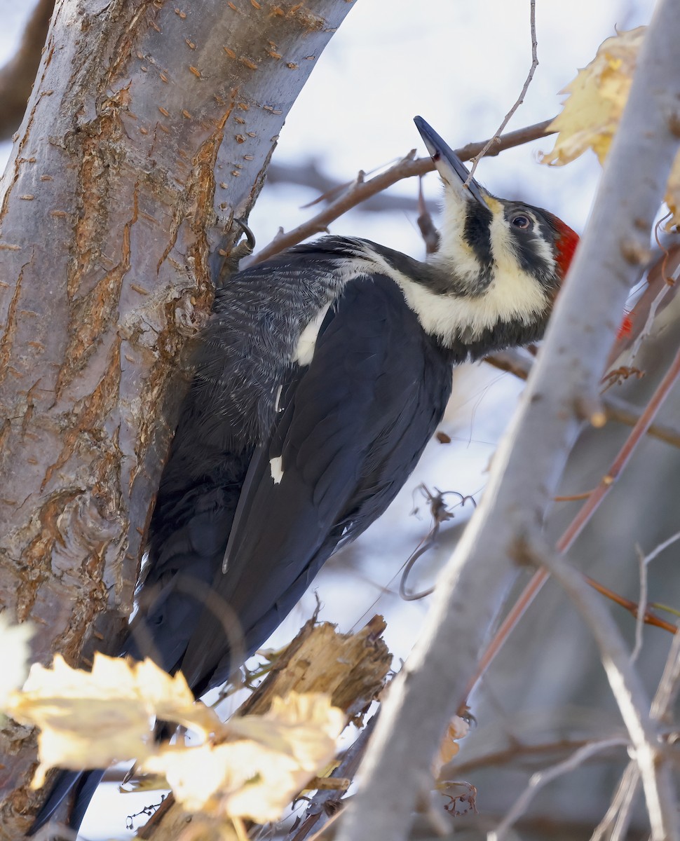 Pileated Woodpecker - ML498664461