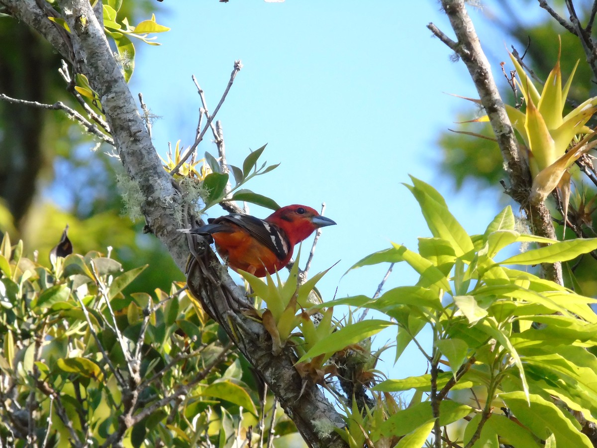 Flame-colored Tanager - ML49866611
