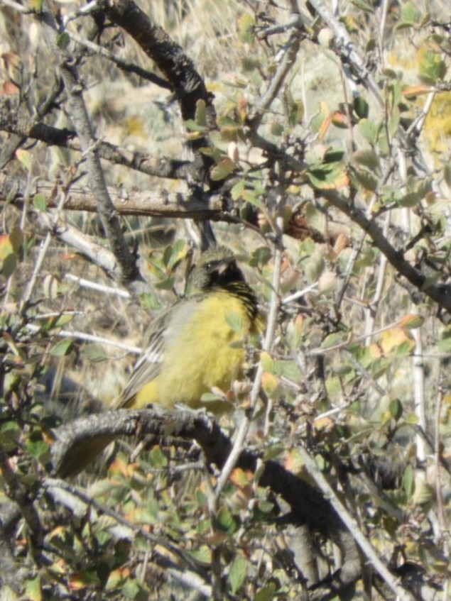 Scott's Oriole - Jay Breidt