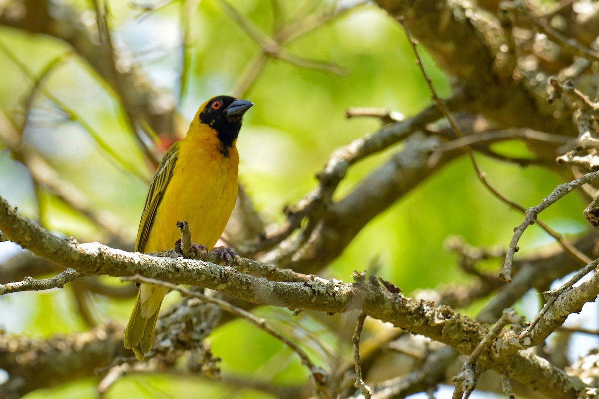 Southern Masked-Weaver - ML498666531