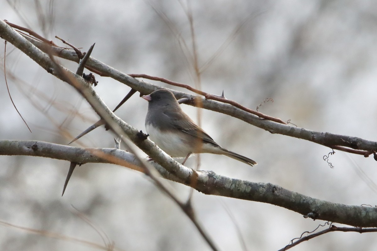 Dark-eyed Junco - ML498667241