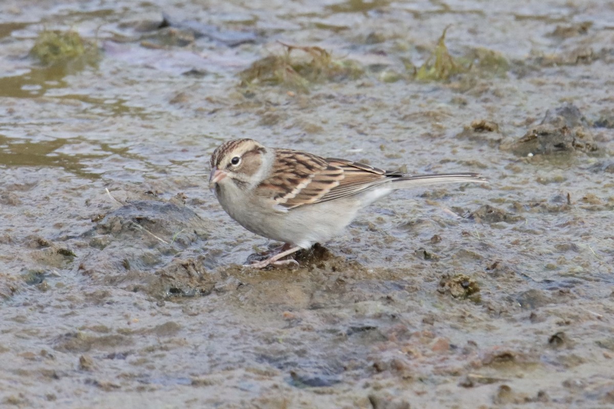 Chipping Sparrow - ML498667311