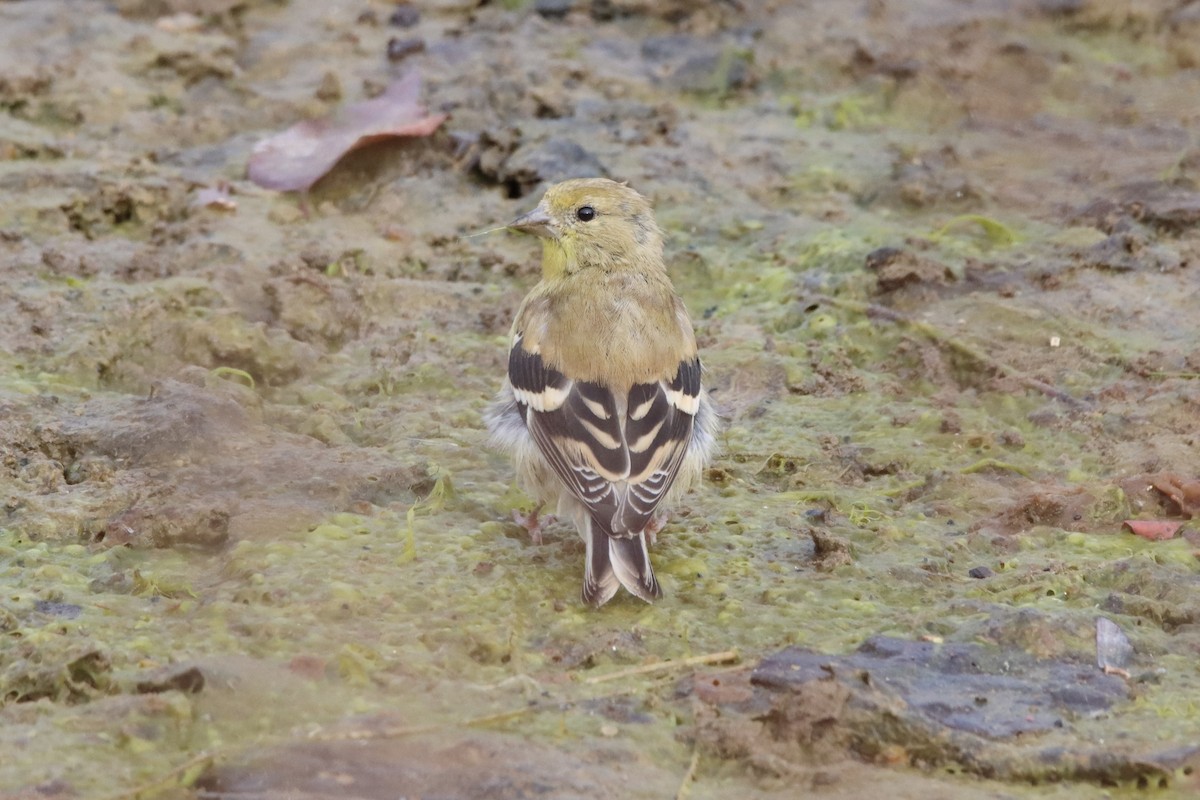 American Goldfinch - ML498667451