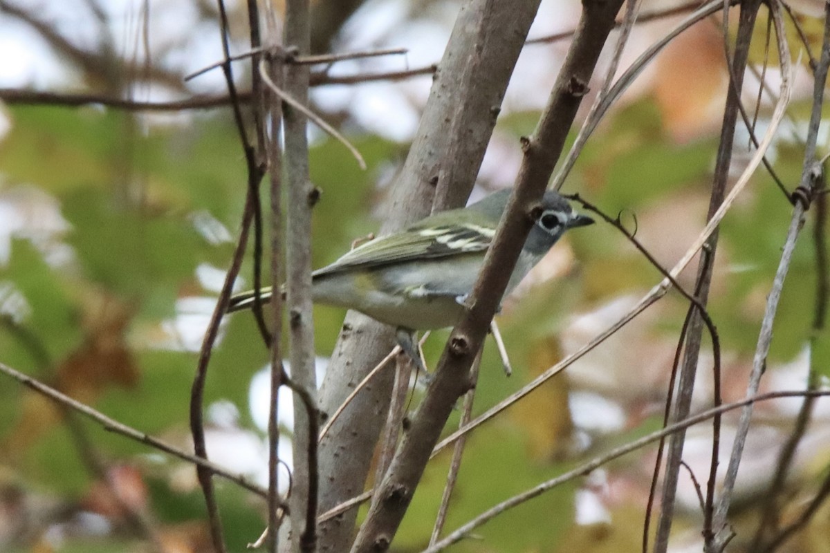 Blue-headed Vireo - ML498667631