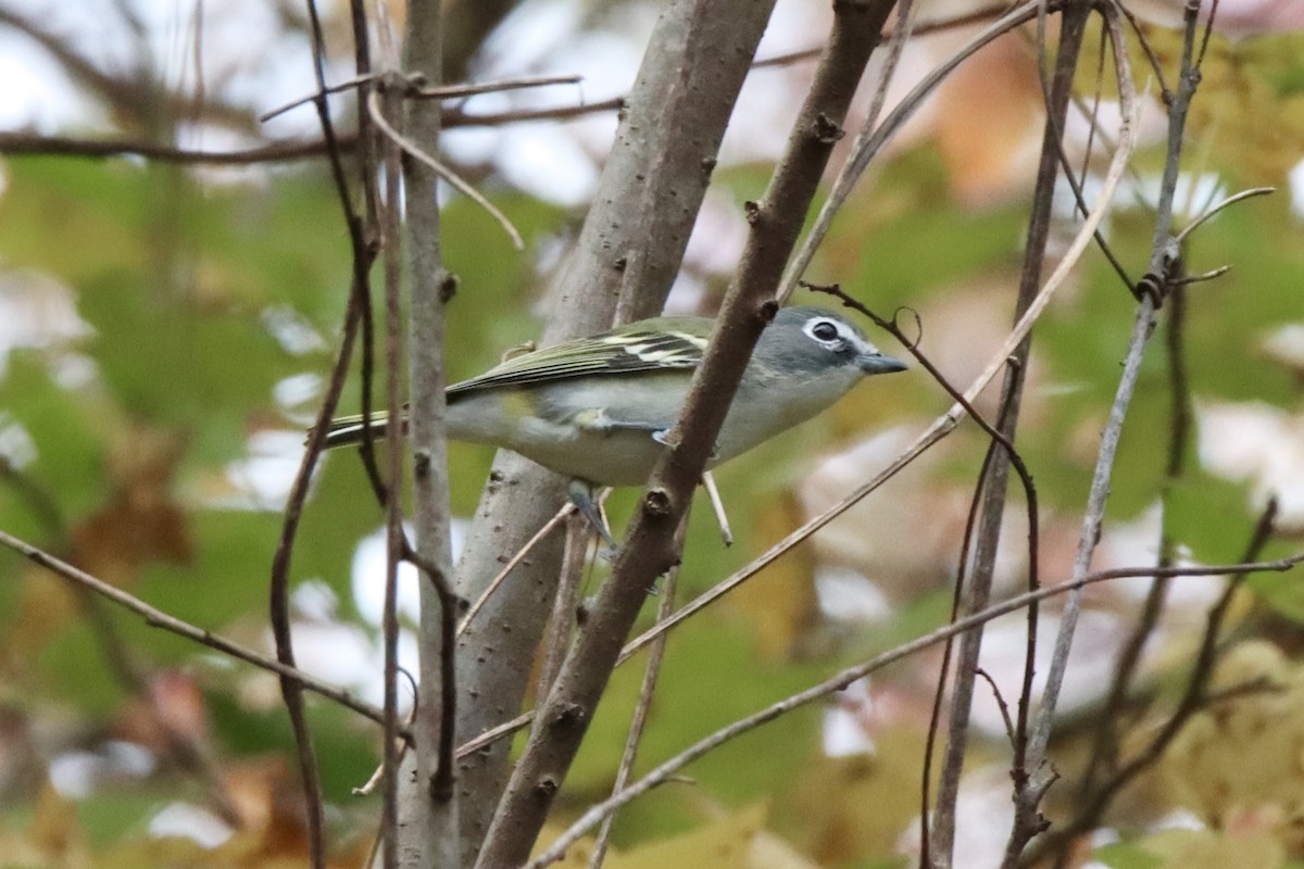 Blue-headed Vireo - ML498667641
