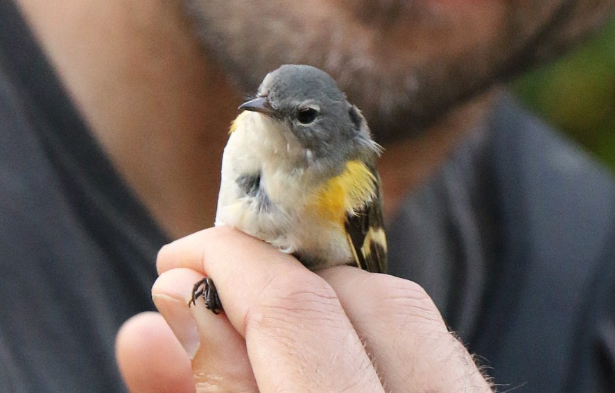 American Redstart - ML498667661