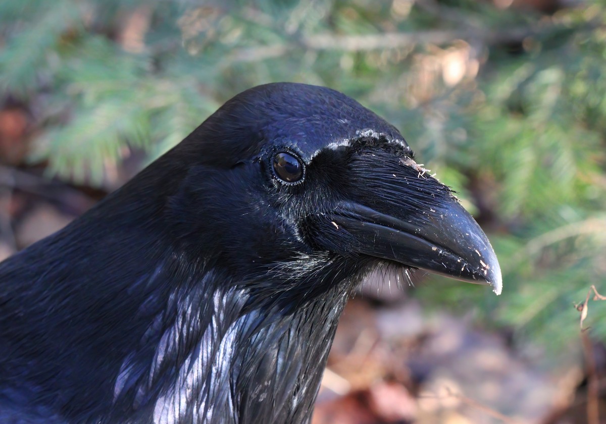 Common Raven - ML498668301