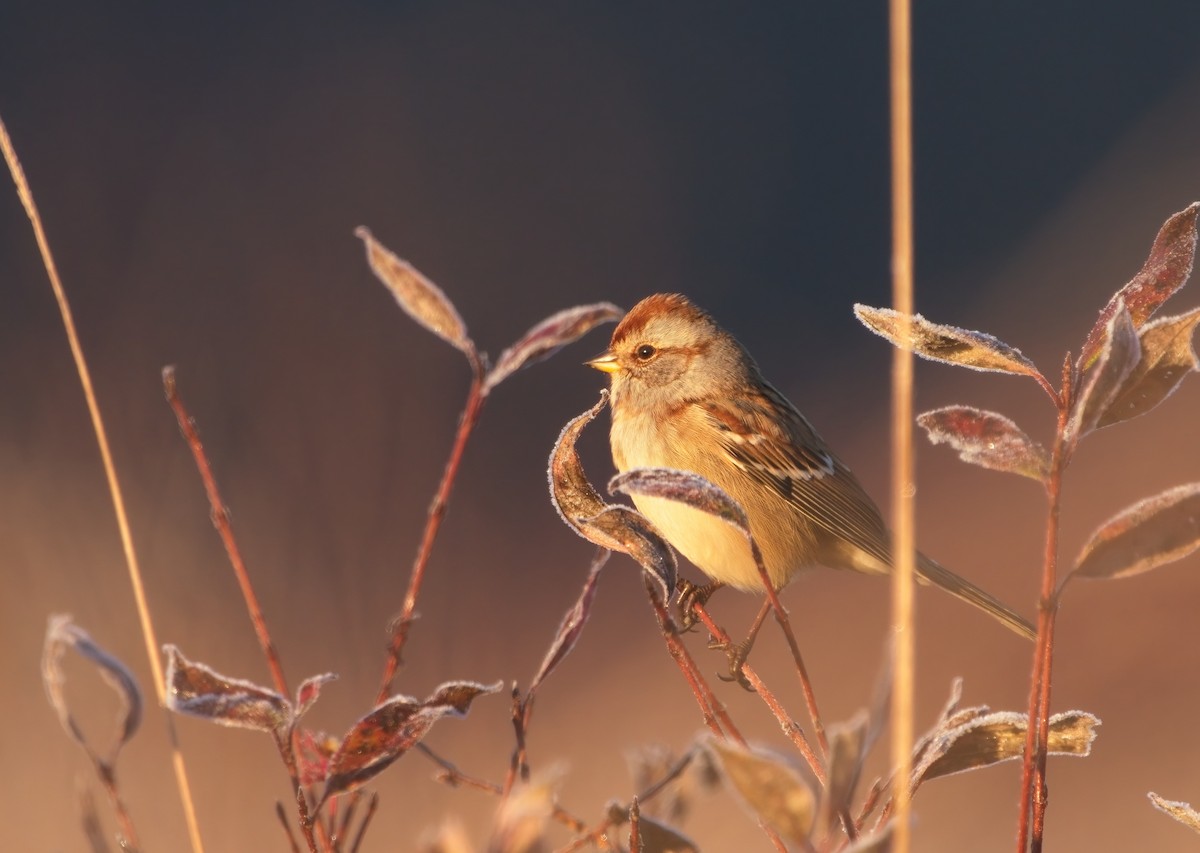 American Tree Sparrow - ML498669861