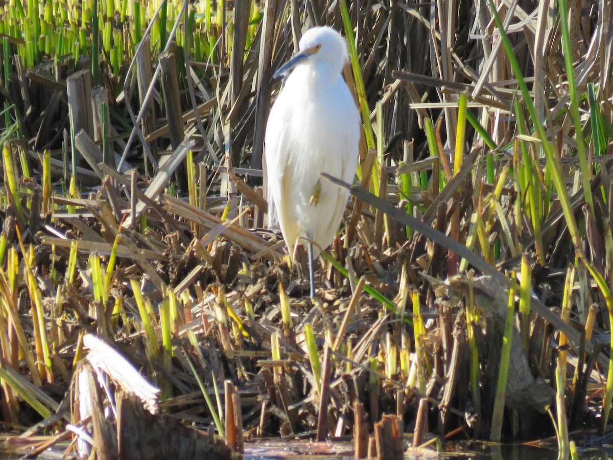 Snowy Egret - ML49867021