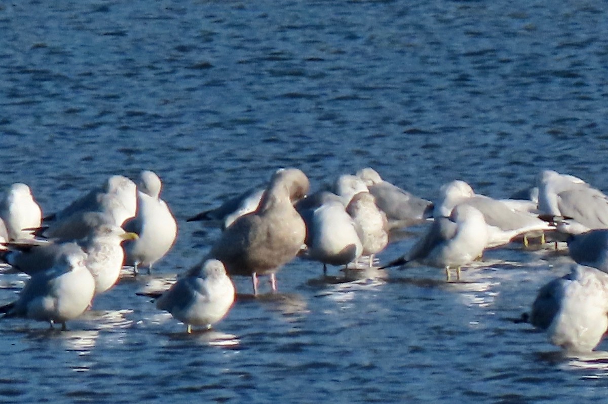 Iceland Gull (kumlieni) - ML498670501