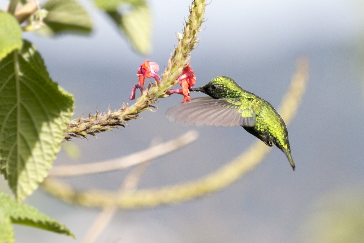 Green-tailed Emerald - ML498671351