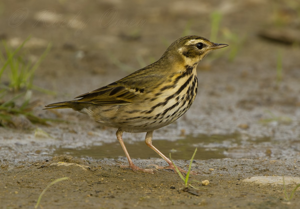 Olive-backed Pipit - Ricky Owen