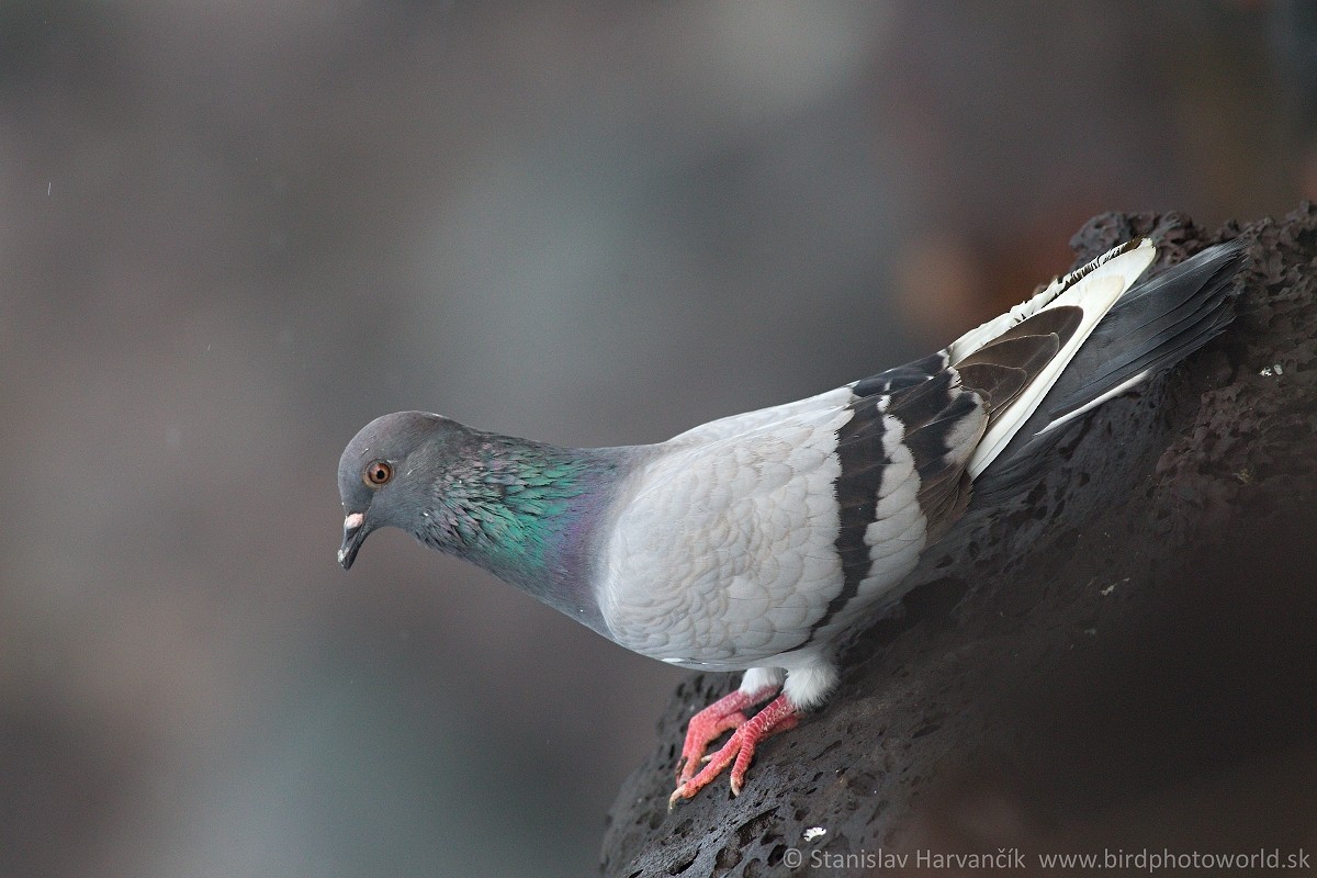Rock Pigeon (Feral Pigeon) - ML498672651