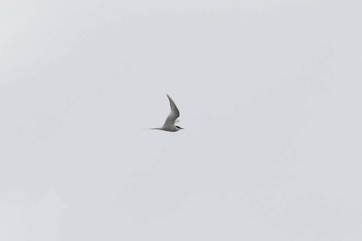 Arctic Tern - ML498674451