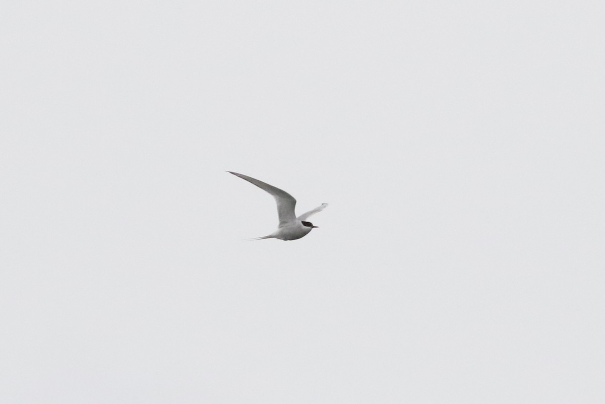 Arctic Tern - ML498674461