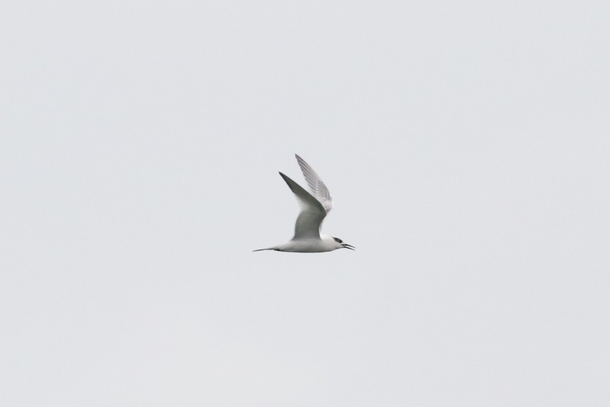 Sandwich Tern - ML498674551