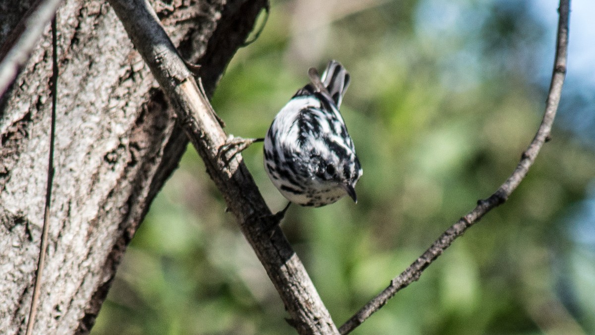 Black-and-white Warbler - Peter Nguyen