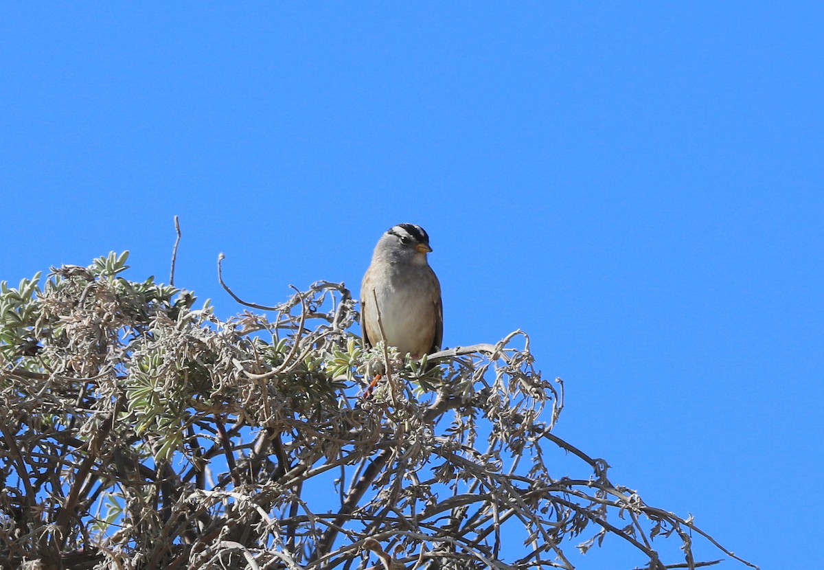 White-crowned Sparrow - ML498676061