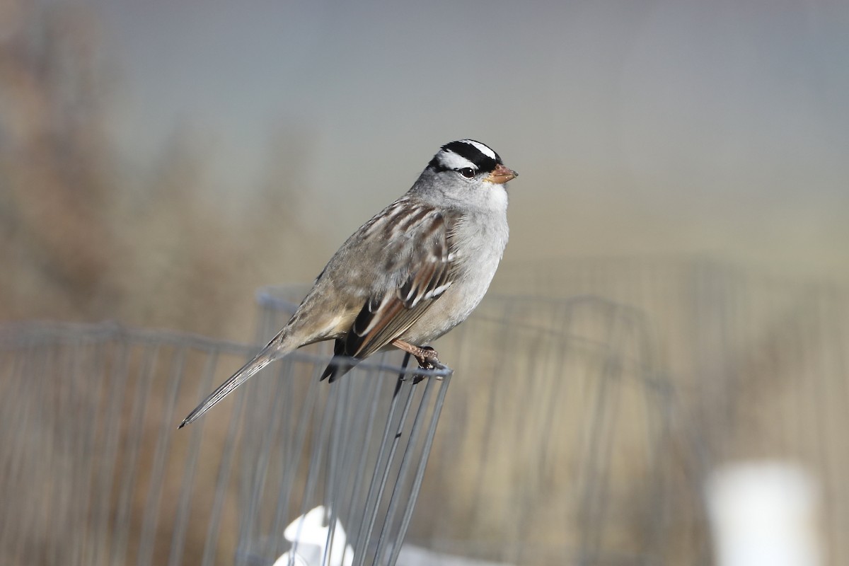 White-crowned Sparrow - Peter Schoenberger