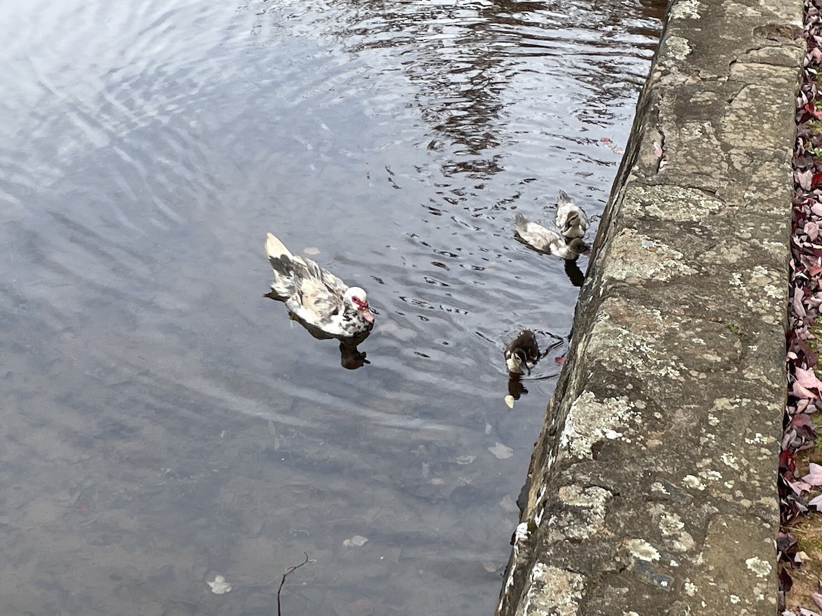 Muscovy Duck (Domestic type) - ML498680031