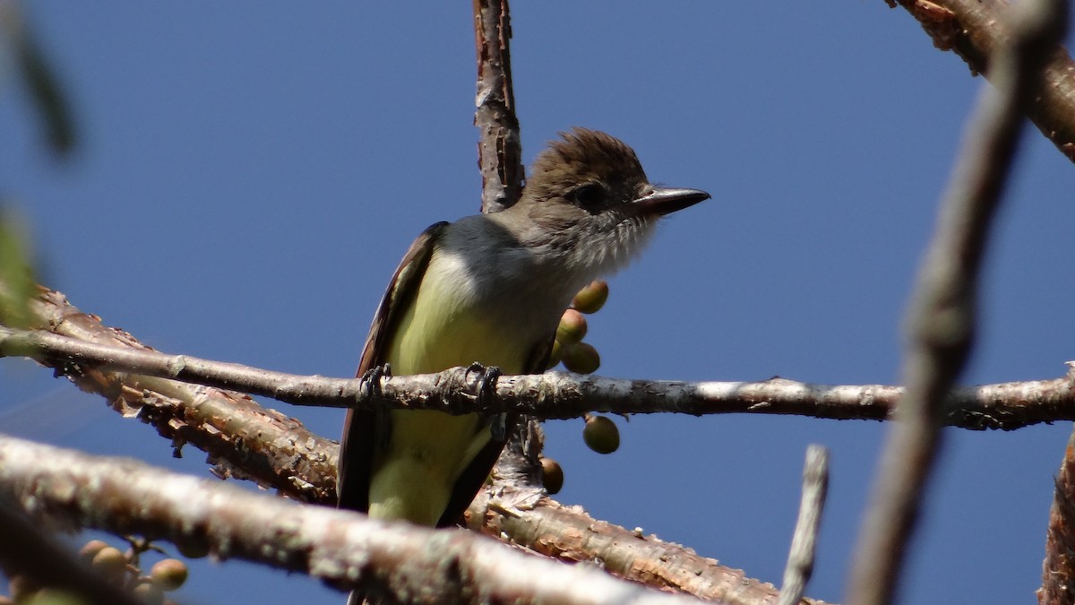 Brown-crested Flycatcher - Aurelio Molina Hernández