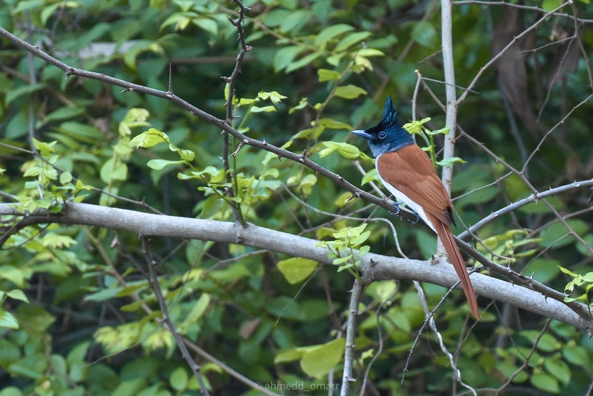 Indian Paradise-Flycatcher - ML498680361