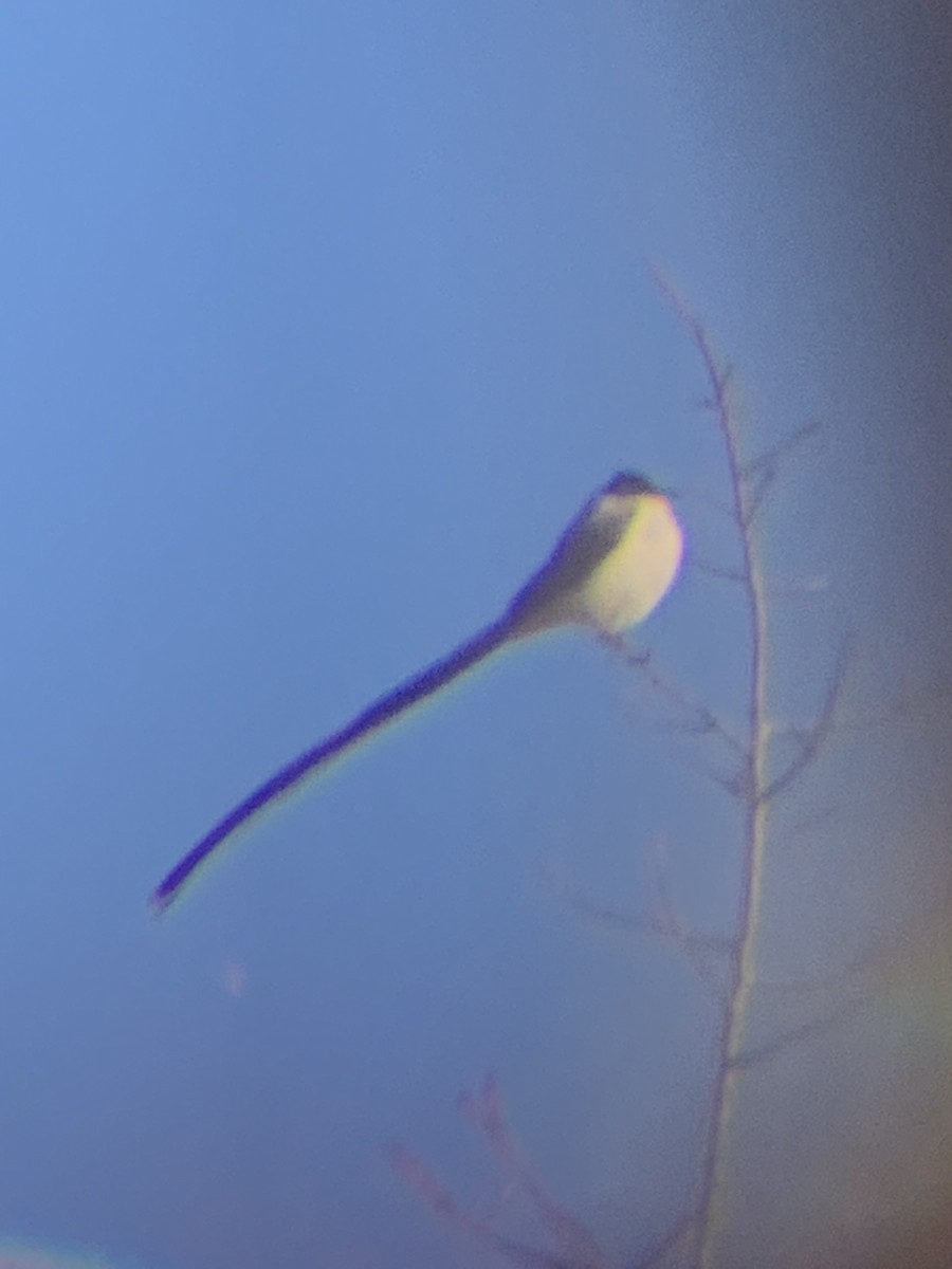 Fork-tailed Flycatcher - ML498681041