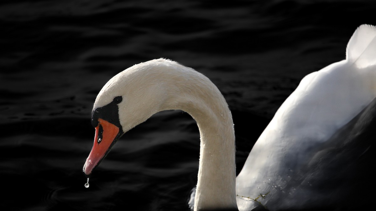 Mute Swan - Mohammed Fatoosh