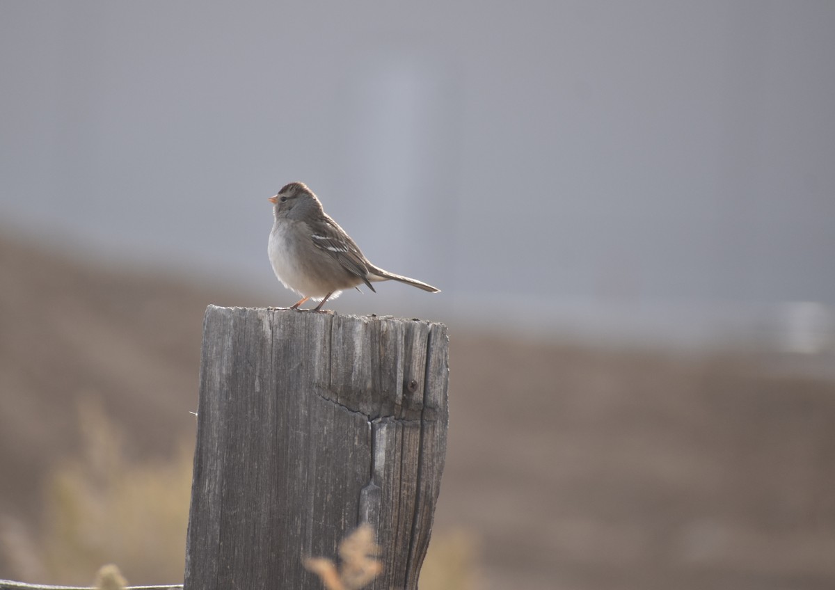 White-crowned Sparrow - ML498681921
