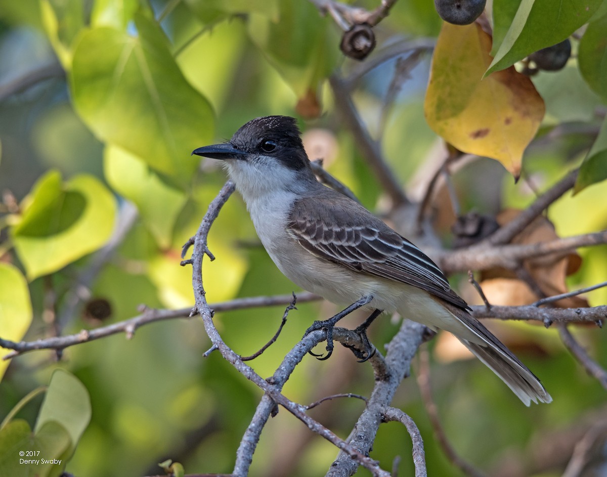 Loggerhead Kingbird - ML49868421